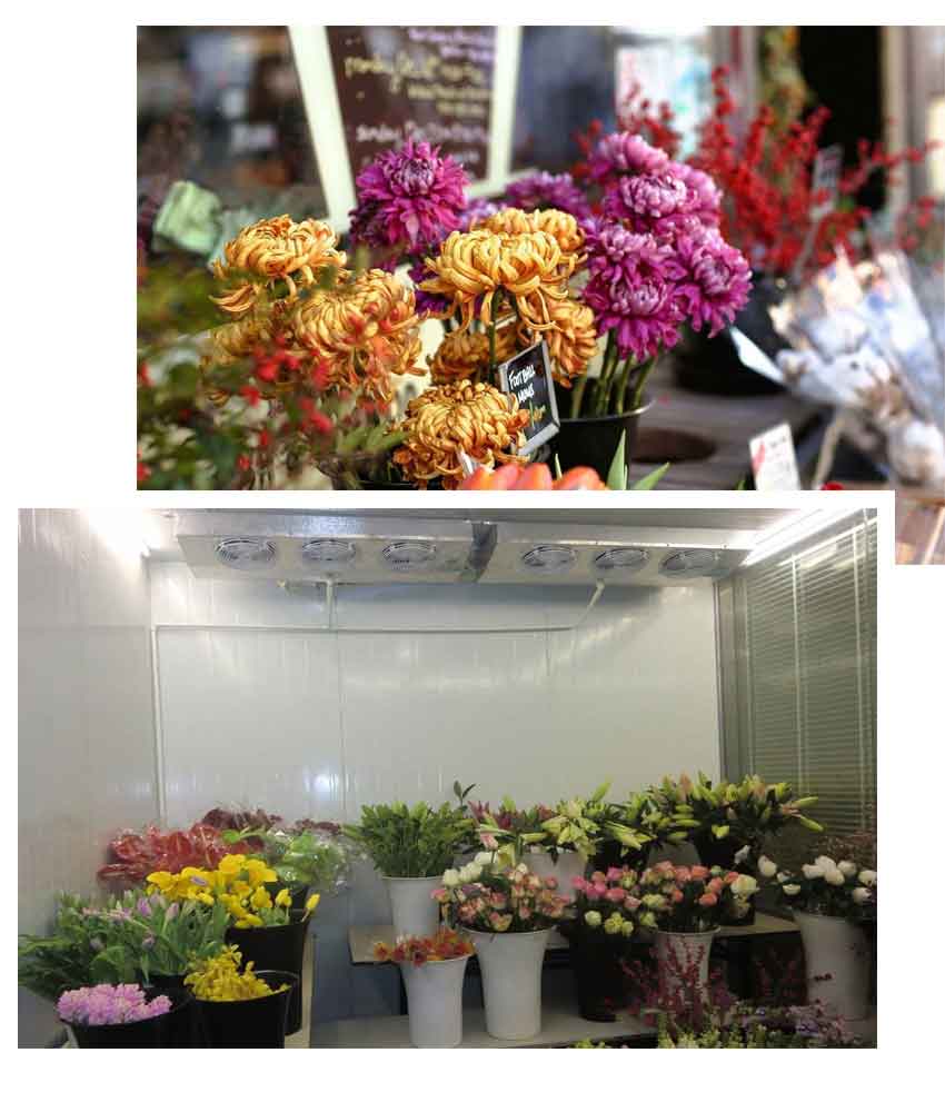 Flower Chiller Rooms UAE